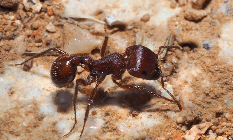 Ants Ants