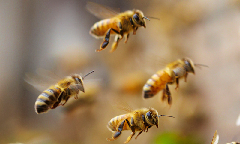 Bees Bees
