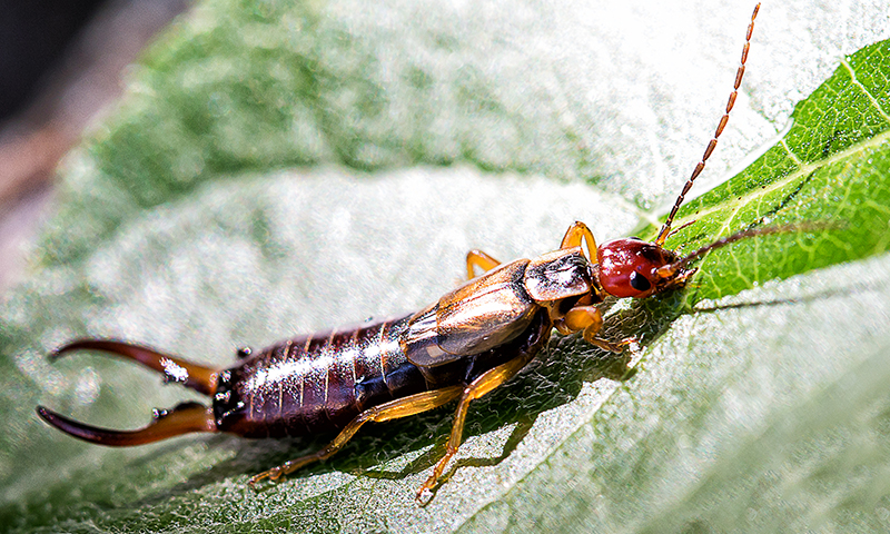 Earwigs Earwigs
