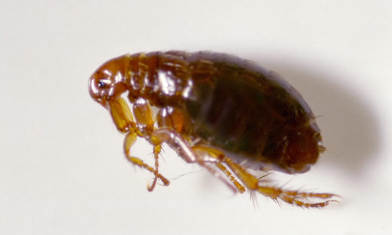 Fleas Fleas