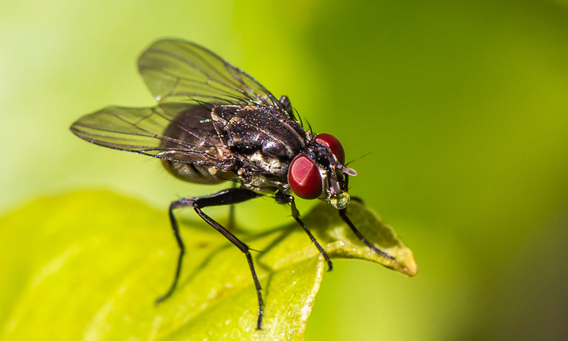 Flies Flies