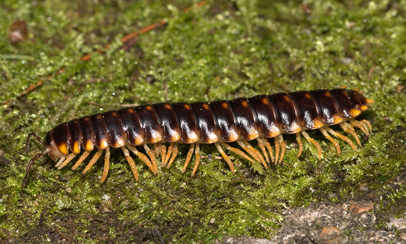Millipedes Millipedes