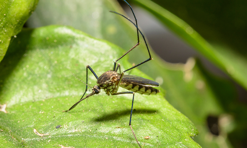 Mosquitoes Mosquitoes