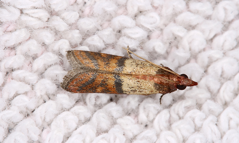 Moths Moths