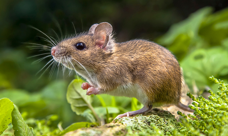 Mice Mice