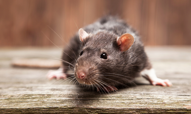 Rats Rats