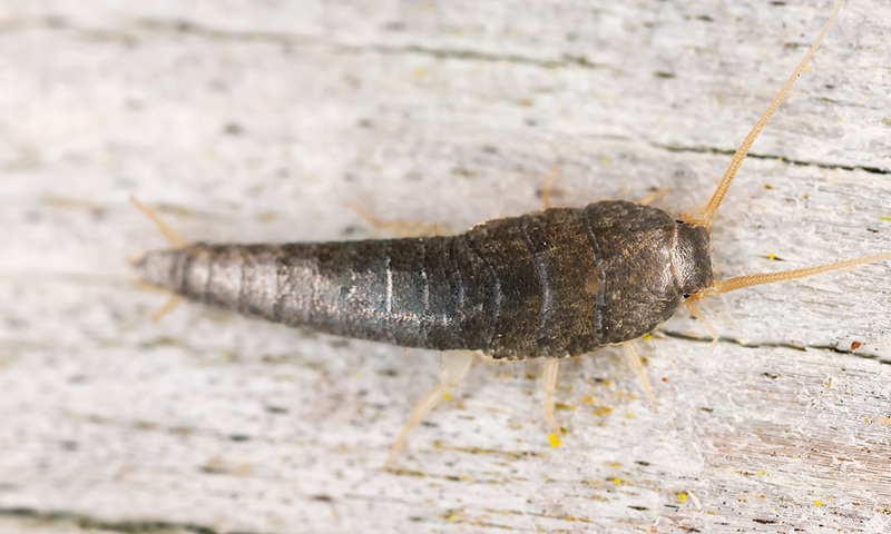 Silverfish Silverfish