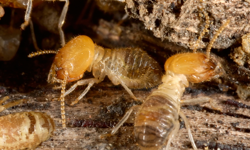 Termites Termites
