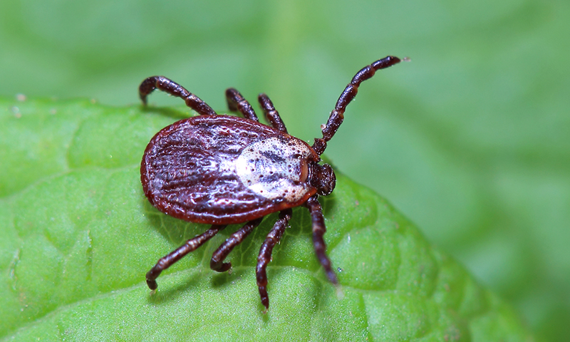 Ticks Ticks