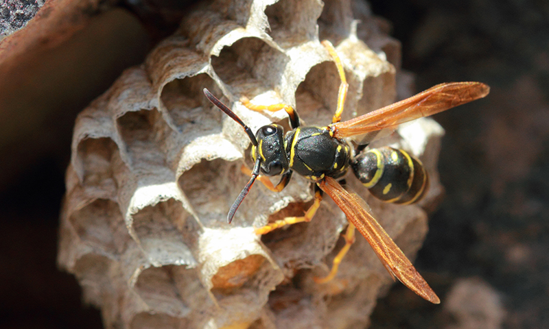 Wasps Wasps