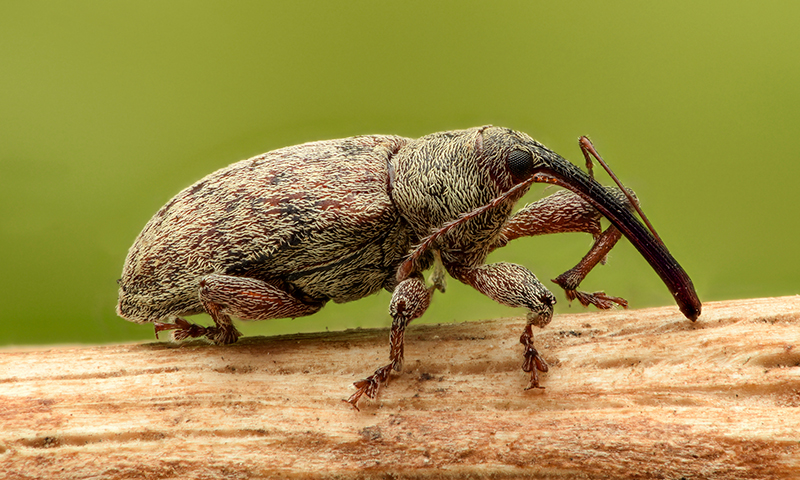 Weevils Weevils