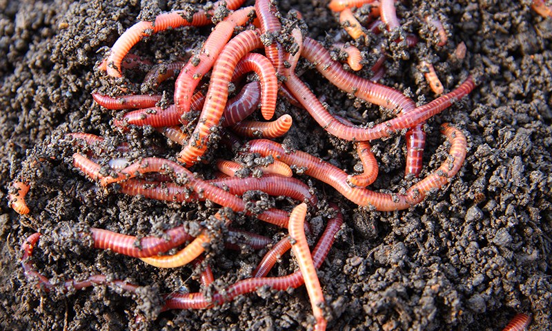 Worms Worms