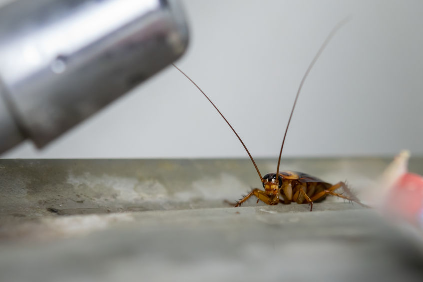 Young cupboard spiders sometimes turn cannibal and eat their