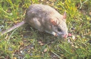 Arizona Pack Rat Control Tips