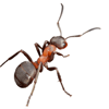 Arizona ant control