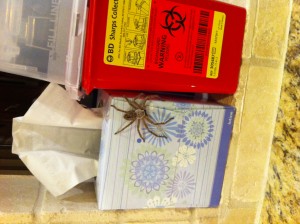 Order Araneae Family Sparrassidae Olios fasciculatus Giant crab Spider, harmless, loves to climb and run about on ceiling indoors.