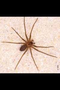 Order Araneae Family Sicaridae That looks a lot like the genus Loxosceles, one of many species of recluse spider