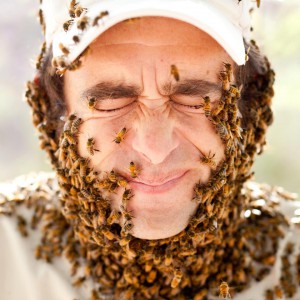 How to get rid of bees