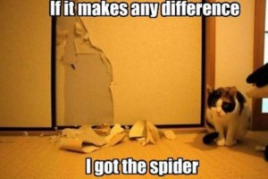 Spider Exterminator