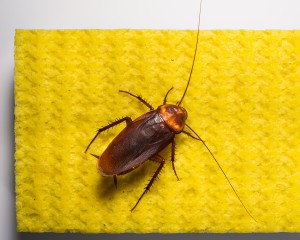 Tucson Cockroach Control