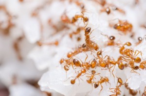 Tucson Fire Ant Control