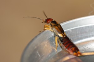 Tucson_Earwig