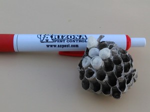 Tucson Wasp Control