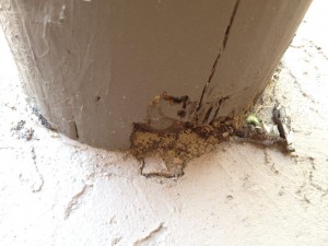 TucsonTermiteInspection