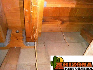 Tucson Termite Control