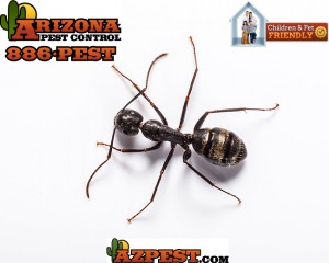 ArizonaAntControl