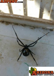 Tucson-Spider-Control