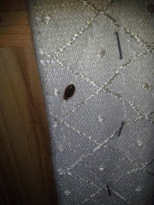 Tucson Bed Bug Control