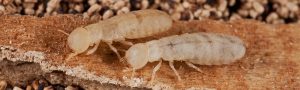 Termite Control