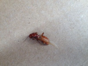 Tucson Ant Control