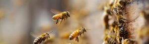 Beehive Removal