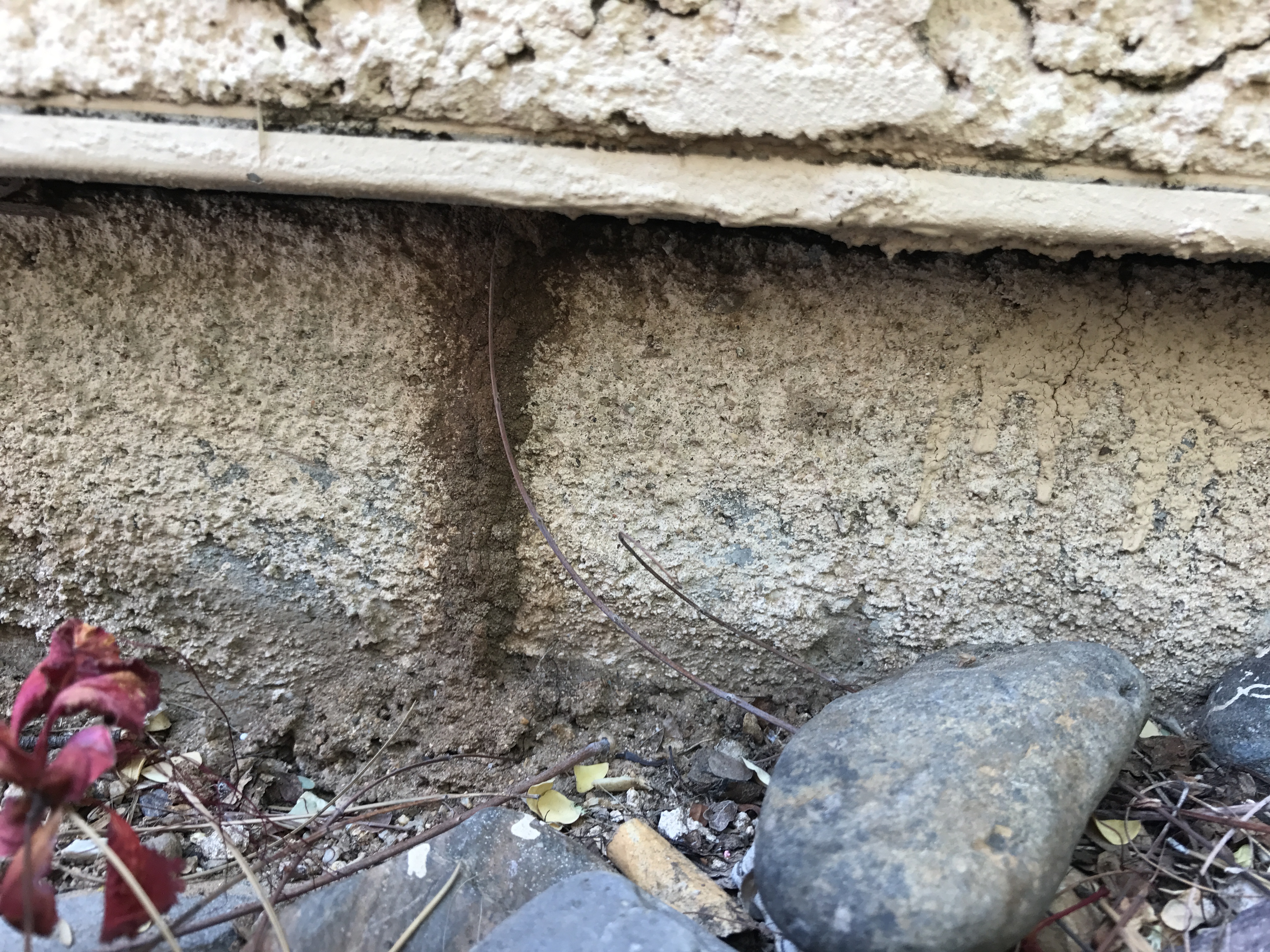 Termite Control l Tucson