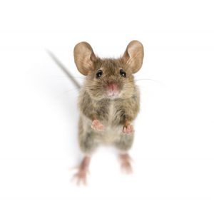 Pest Control Tucson