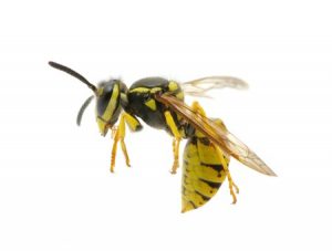 wasp isolated