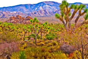 joshua tree naional park