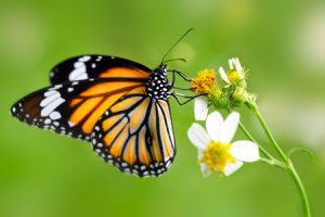 butterfly on flower