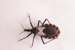 Tucson Kissing Bugs