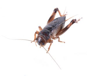 Tucson Cricket Control