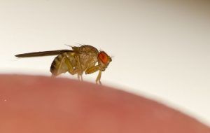 Fruit Fly Control Tucson