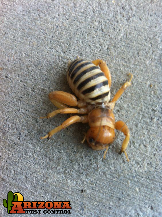 The BizarreLooking Jerusalem Cricket Is A More Common Pest Of