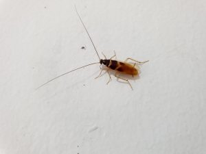 Tucson German Cockroach Control