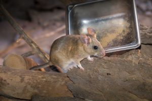 Pack Rat Control Tips