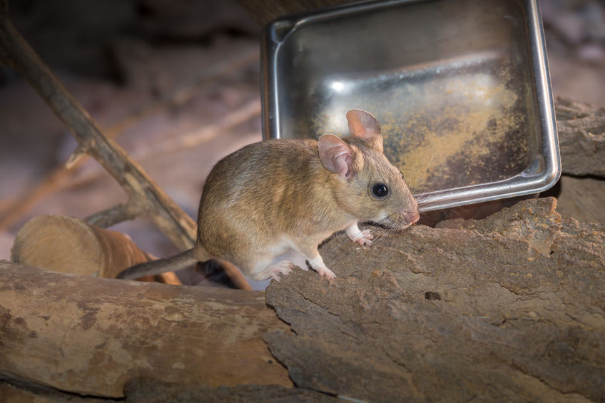 packrat removal packrat removal