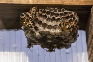 Tucson Wasp Control Company