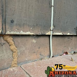 Termites in Tucson