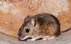 Arizona House Mouse